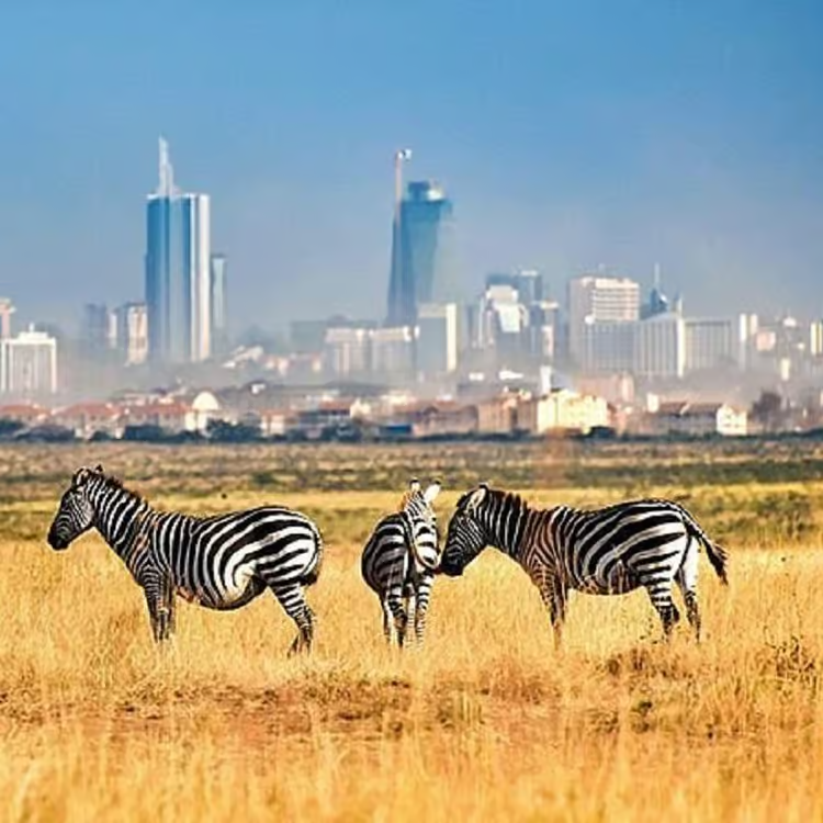 Zebras in Nairobi National Park with the Nairobi skyline in the distance